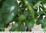Vorsicht beim Landgut Lingental: „… denn der Zitronenbaum sticht!“