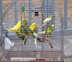 Zum Urlaubsbeginn einfach Vogelkäfig ausgesetzt!