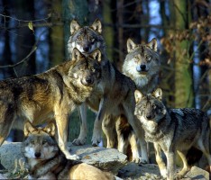 Ausflugsziel Wildpark Bad Mergentheim: Tiere sehen und erleben