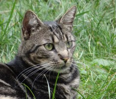 Sandhäuser Katzen per Hubschrauber gesucht – Tatsache!