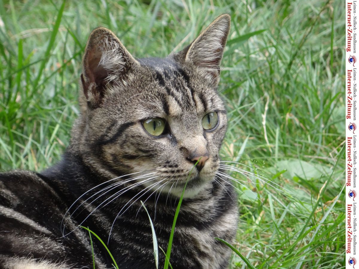Leimener Katzenschutz-Verordnung fordert: Freigang-Katzen kastrieren und registrieren