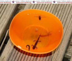 Mit Landesförderung Amphibien und Reptilien retten –  Anträge bis 10. Mai