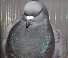 Echte „Kaventsmänner“, diese Tauben! Sandhäuser Kleintierzüchter stellten aus