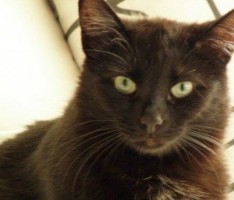 Ferienlektüre Tiergeschichten: Die Wieslocher Feuerwehr rettete Kater Obama