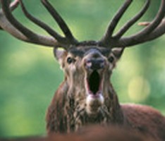 Ausflugstip: Herbstliche Ferien im Wildparadies Tripsdrill noch bis 3. November