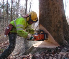 Kreisforstamt beginnt mit Holzeinschlag – Waldwege gesperrt