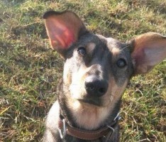 Bitte: Keine freilaufenden Hunde auf landwirtschaftlichen Flächen