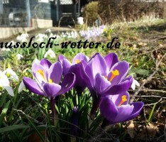 Winter ade? Ein verfrühter Frühling ist da!