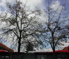 Baumpflege: Tote Linden vor dem Kurpfalz-Centrum werden ersetzt