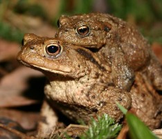 Vorsicht Krötenwanderung: Straßensperrungen und Geschwindigkeits-Begrenzungen