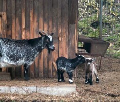 Niiiiieeeeedlich! Junge Zicklein spielen im Leimen Gehege am Naturfreundehaus