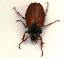 Der Mai ist gekommen! Na ja, zumindest die Käfer …