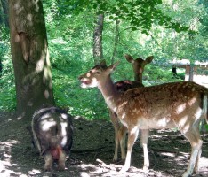 Abenteuerspielplatz „Spuk im Wald“ für große und kleine Gäste gerüstet