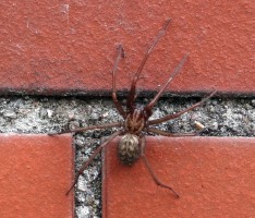 Nur eine Hauswinkelspinne – Aber ein Prachtexemplar!