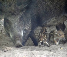 Ausflugsziel Oftersheim: Mini-Frischlinge bei ihrer Welterkundung beobachten