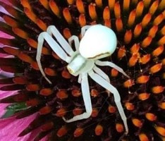 Spinnenalarm – Teil 2 – diesmal Nussloch