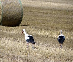 Ernte 2015 – Was derzeit auf den Feldern passiert