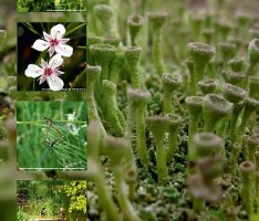 NABU Fotowettbewerb – Naturmotive zur Biologischen Vielfalt