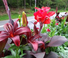 Zwischendurch II: Wo findet man diese schönen Blumenwiese?