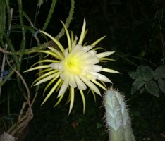 Es blüht so schön, wenn Leimens Blumen im Dunklen blühen … Und was ist das?