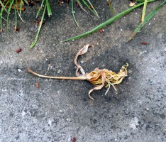 Sind sie unter uns? Ein toter Baby-Saurier mitten auf der Straße!