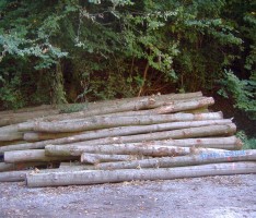 Sandhäuser Forst: Verkauf von 865 Festmeter Holz für 40.000 € vorgesehen