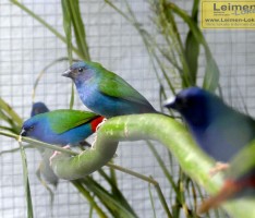 Ausstellung der Vogelfreunde Sandhausen – Neuer Besucherrekord bei Kaiserwetter