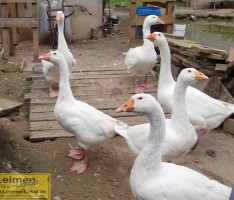 „Fuchs, du hast die Gans gestohlen“ – Wer war denn „Fuchs“ bei den Kleintierzüchtern?