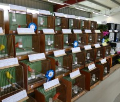 Vogelfreunde Leimen präsentierten über 250 Vögel auf ihrer Jahresausstellung