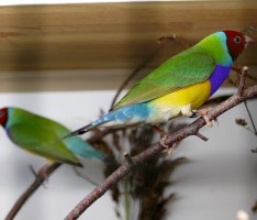Nußlocher Vogelzüchter: Gelungenes Herbstfest – Ausstellung von ca. 100 Vögeln