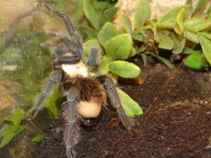 4447 - Brachypelma albiceps - Mexico