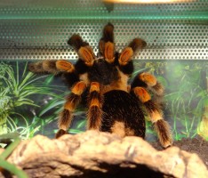 Sie haben acht Beine und sechs Augen – Interview mit Terraristikfan Torsten Reiter