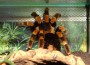 Sie haben acht Beine und sechs Augen – Interview mit Terraristikfan Torsten Reiter