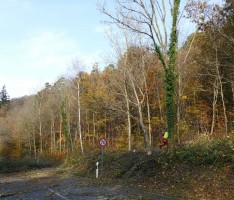 Gute Noten für den Wald im Kraichgau