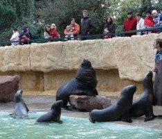HD-Zoo: Arielle und Carlos schwimmen mit den Großen
