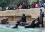 HD-Zoo: Arielle und Carlos schwimmen mit den Großen