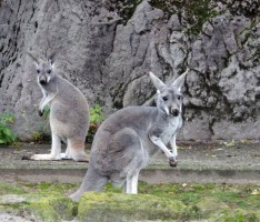 Junge Hüpfer im Zoo Heidelberg:  Auch das zweite Jungtier ist jetzt aus dem Sack