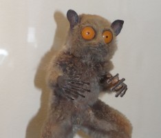 Die Gremlins gibt’s auch in echt </br> Ausflugstip Senckenberg-Museum