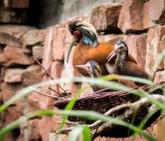 Bei der Inventur im Heidelberger Zoo wird durchgezählt: 178 Tierarten mit 1347 Tieren