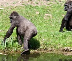 Achtjährige Gorilladame Shaila aus Arnheim wird bald im Zoo Heidelberg zu sehen sein