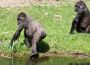 Achtjährige Gorilladame Shaila aus Arnheim wird bald im Zoo Heidelberg zu sehen sein