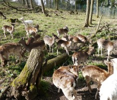Ferien-Ausflugstip: Waldspielplatz mit Wildgehege Leimen