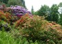 Ausflugstipp Heidelberger Arboretum und Rhododendron-Anlage: Die Blüte beginnt