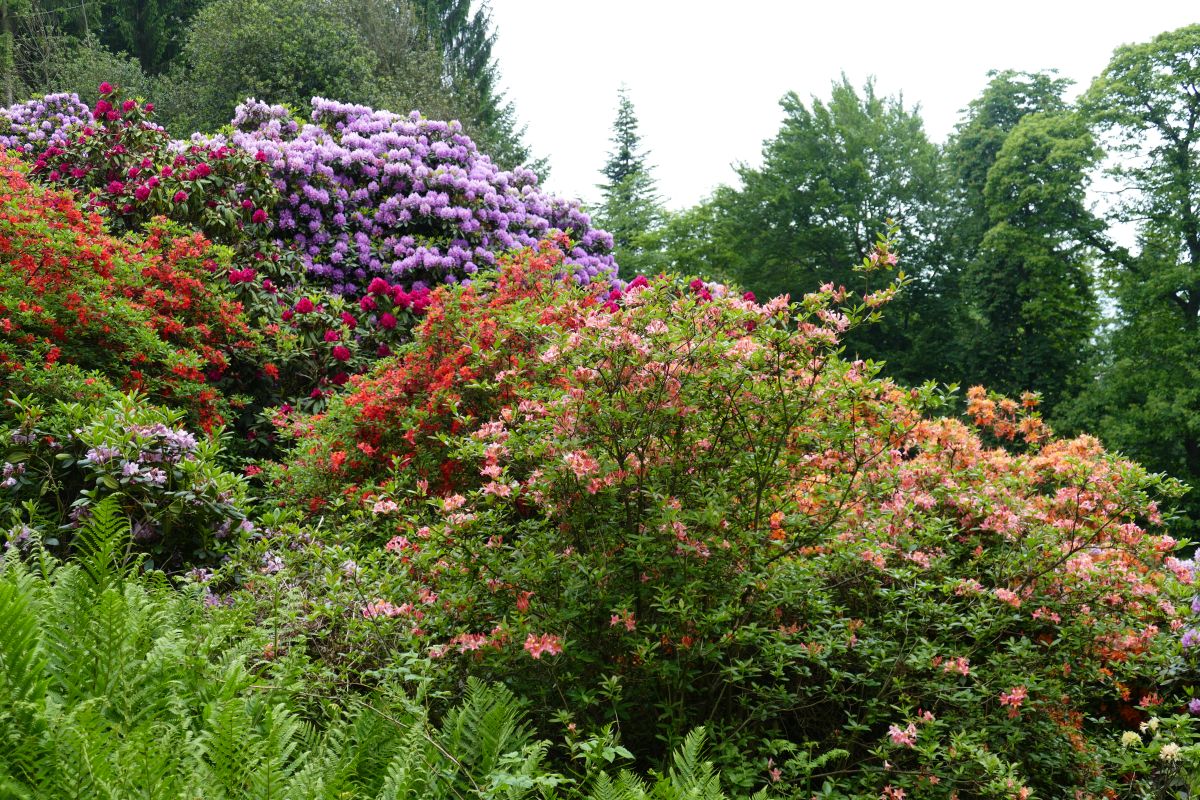 Ausflugstipp Heidelberger Arboretum und Rhododendron-Anlage: Die Blüte beginnt