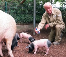 Ferien-Ausflugsziel Heidelberger Zoo: Sonnenmilch für Borstentiere