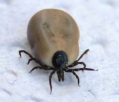 Vorsicht: Die Mini-Vampire sind wieder aktiv – Schutzimpfung empfohlen