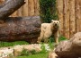 Bärengehege HD-Zoo mit über 20 Meter breiter Fensterfront offiziell eröffnet