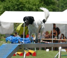 Großes Hundeturnier in Gauangelloch:</br>2 Tage Agility, Jumping & Spiel