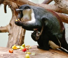Der Zoo Heidelberg freut sich über die Geburt einer Roloway-Meerkatze