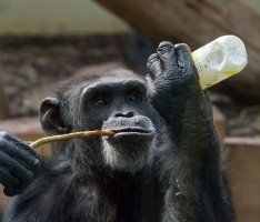 Zoo trauert um „Henry“, den charismatischen Chef der Schimpansengruppe